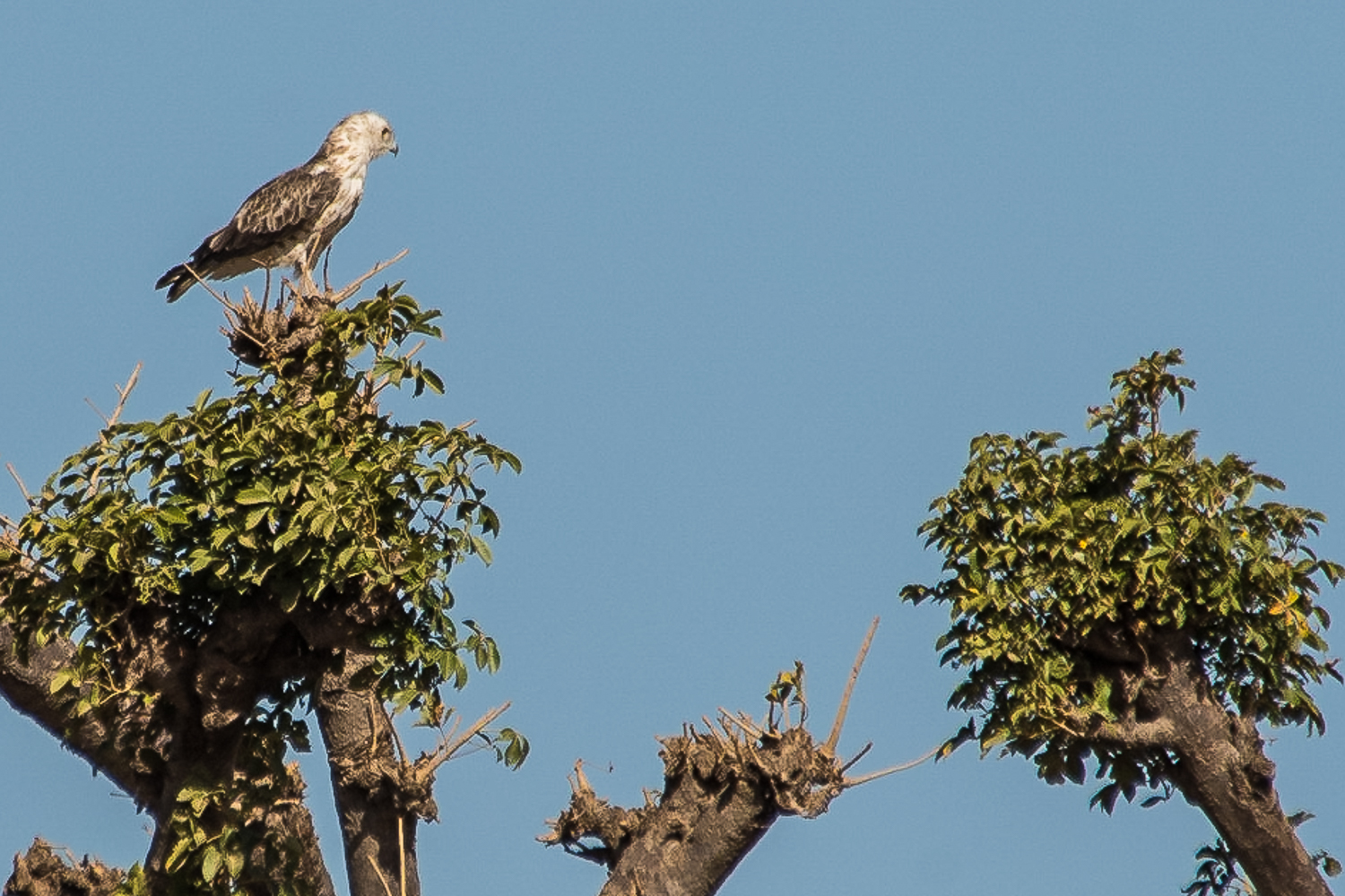 Circaéte Jean-le-Blanc immature (Short-toed Snake Eagle, Circaetus gallicus) scrutant la brousse du haut d'un gros baobab, piste du Circaète Jean Le Blanc, Brousse de Somone, Sénégal. 